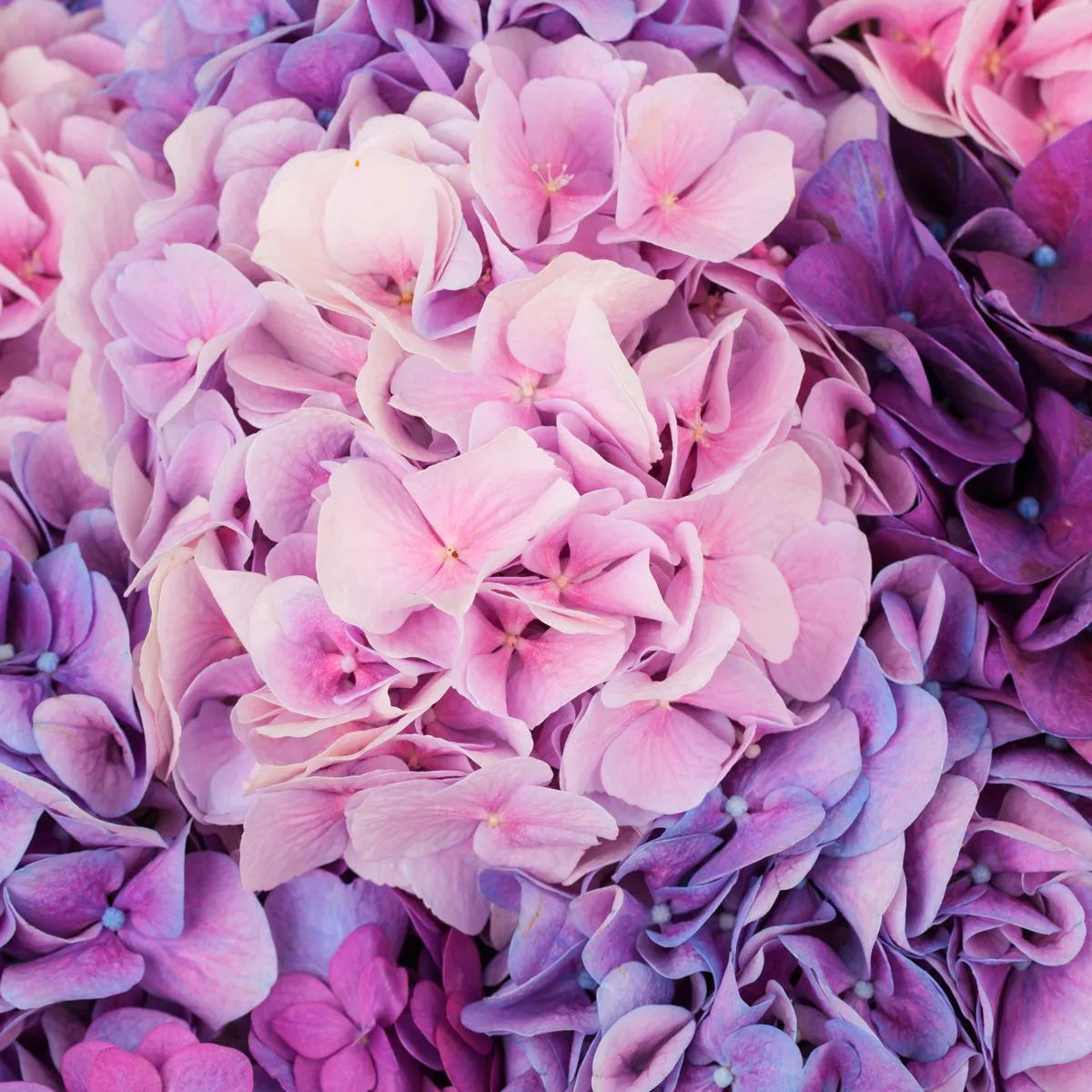 GYPSY SPELL WAX MELTS