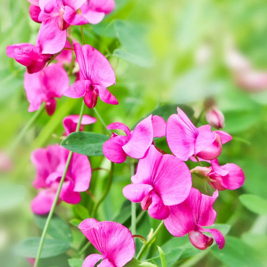SWEETPEA & VANILLA WAX MELTS.