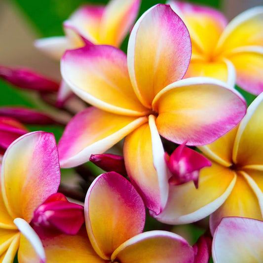 WILD FRANGIPANI WAX MELTS.