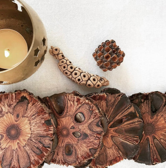 Single Banksia pod coaster